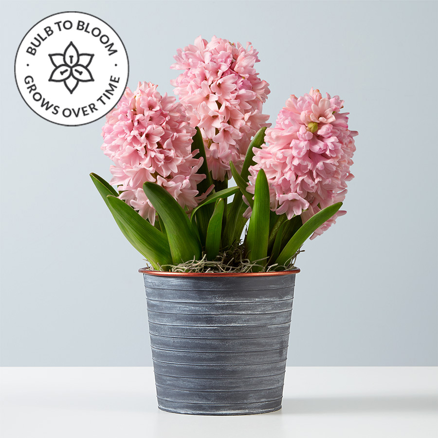 Pink Hyacinth Bulbs